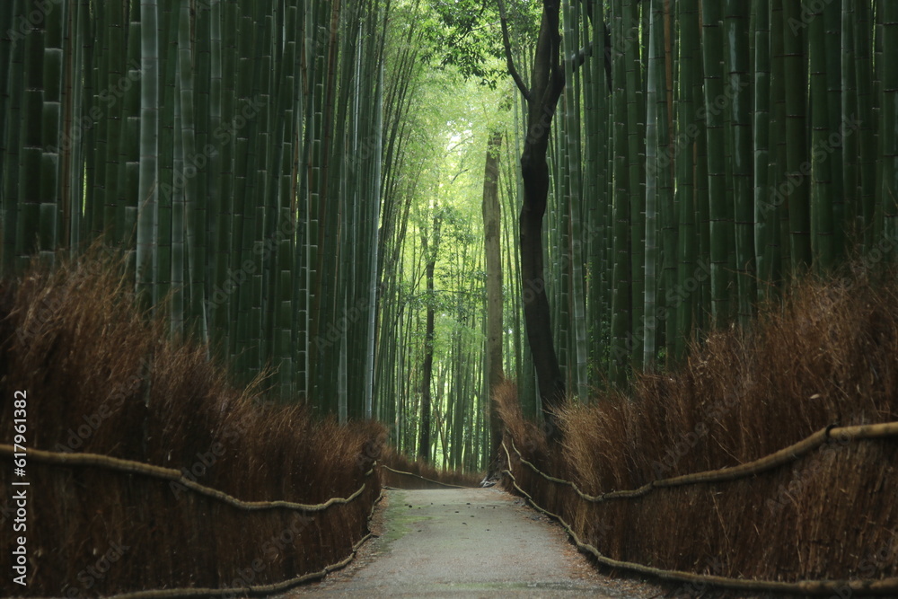Fototapeta premium 厳かな雰囲気の京都嵐山の竹林