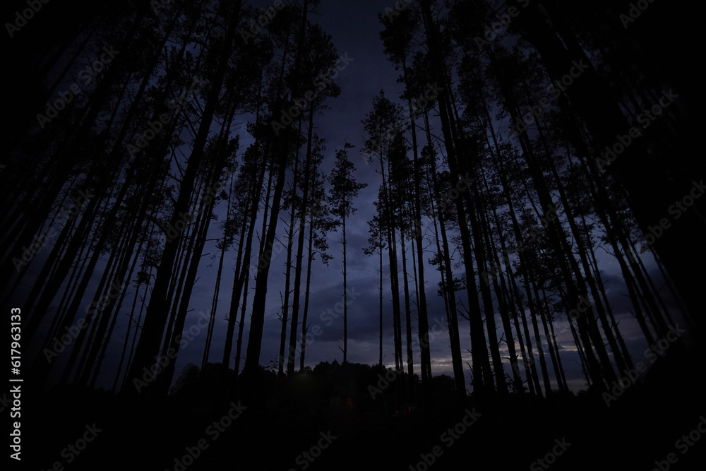 The treetops in the gloomy night forest The treetops in the gloomy night forest
