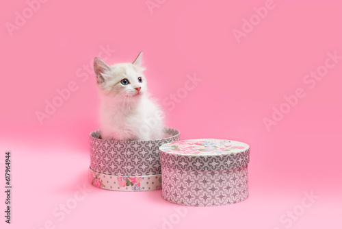 Tiny White kitten sitting inside of pink and gray hat boxes, pink background. photo