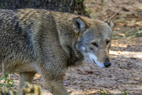 red wolf