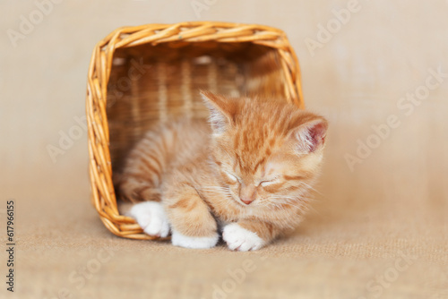 Orange tabby kitten with white paws laying inside and sleeping inside a brown wicker basket, brown burlap background.. photo