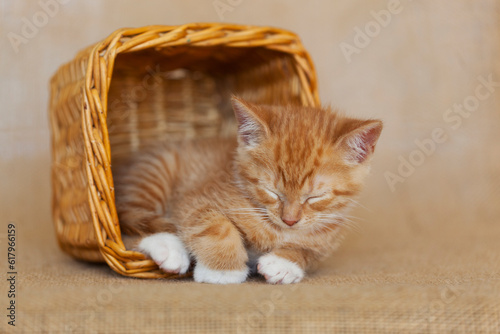 Orange tabby kitten with white paws laying inside and sleeping inside a brown wicker basket, brown burlap background.. photo