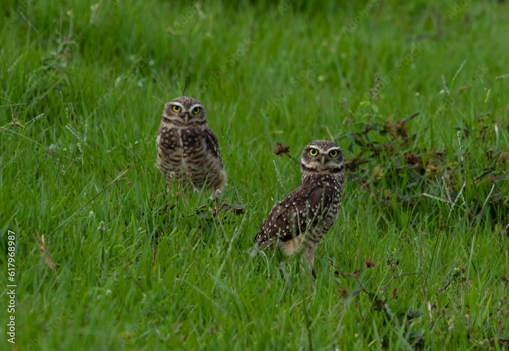owls in the grass