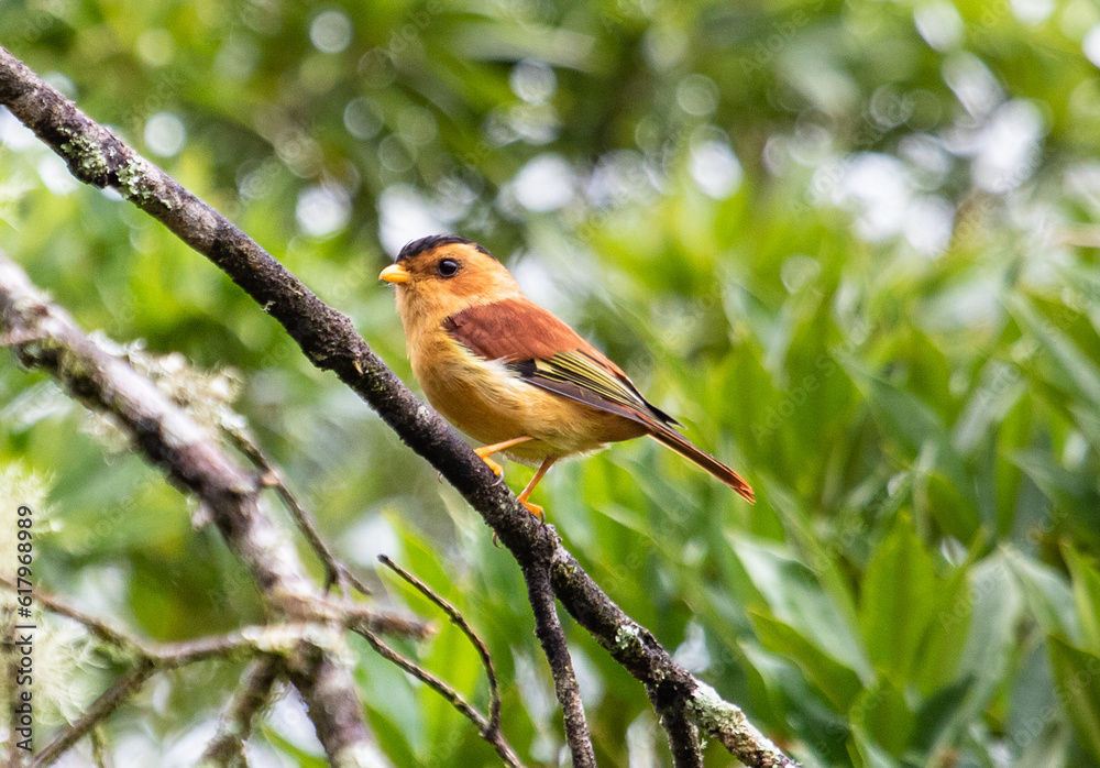 beautiful tropical bird beautiful tropical bird