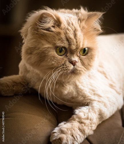portrait of a cat