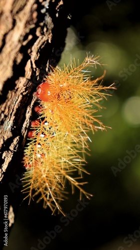 The fire caterpillar os a species as beautiful as it is dangerous. Caterpillars assume thais condition temporarily tô later become beautiful butterflies ir moths.