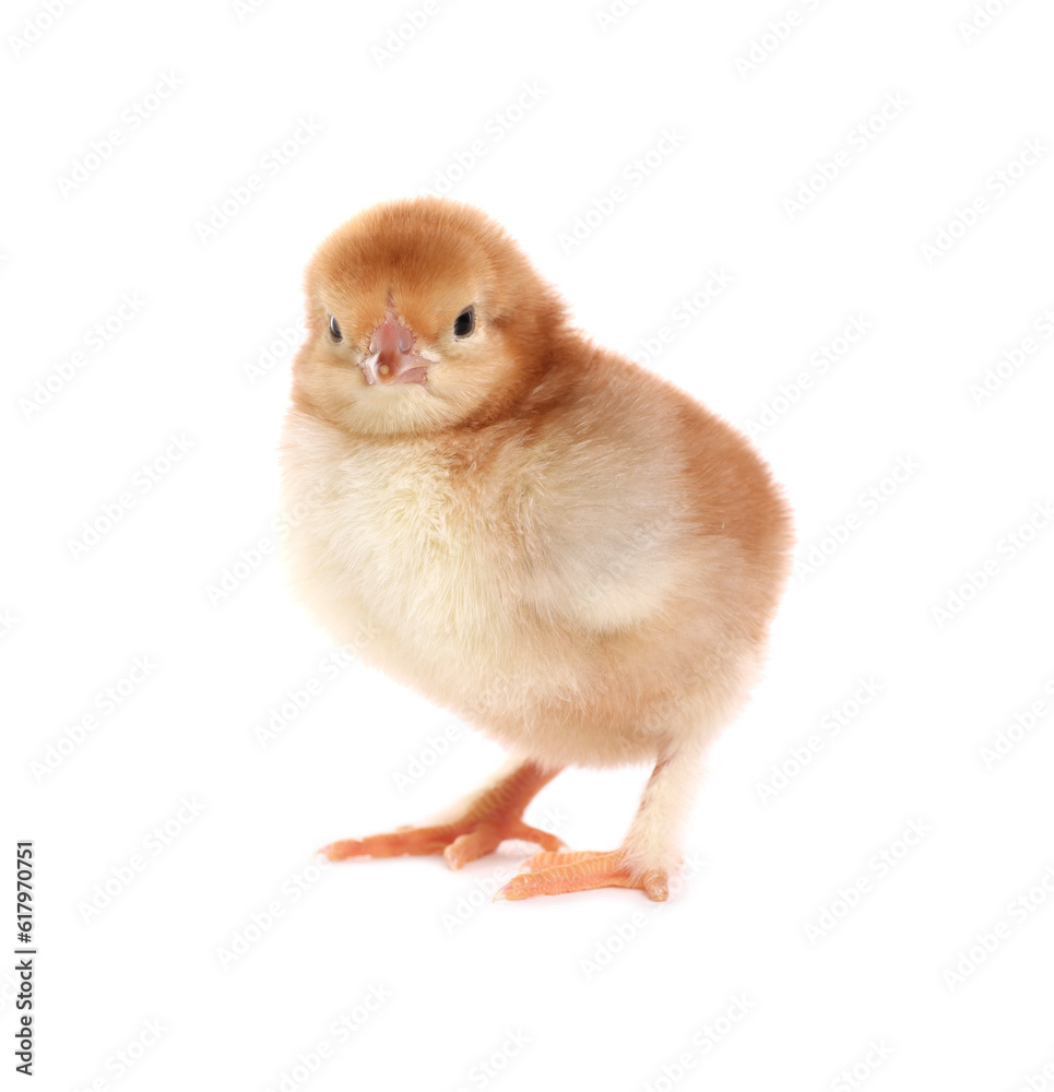 Fototapeta premium Cute fluffy baby chicken on white background