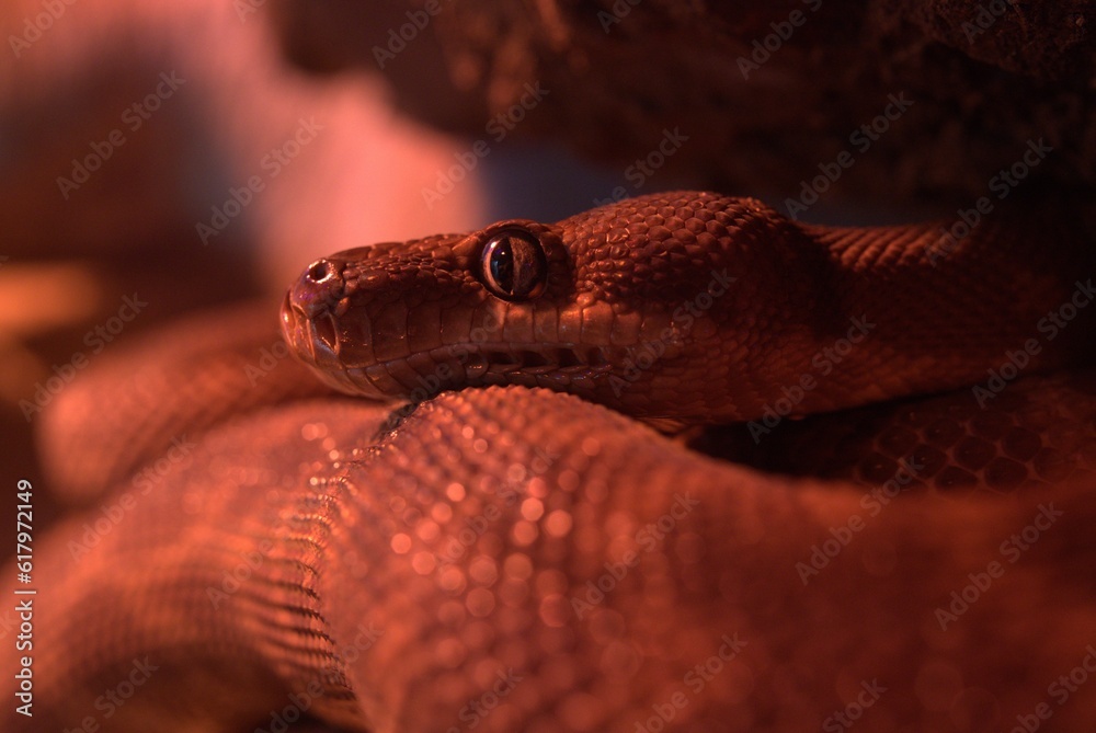 Fototapeta premium macro shot of python in rock cave