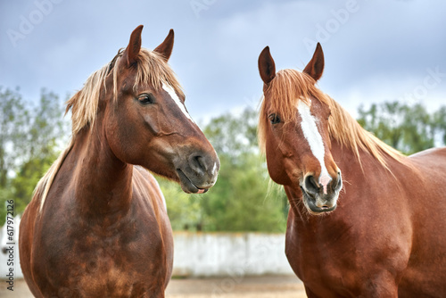 Portrait of two red draft horses with a white stripe on their foreheads in a paddock. Chestnut mares of the Novoolexandrian Draught breed standing together
