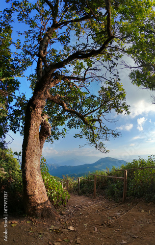 Fototapeta Naklejka Na Ścianę i Meble -  Mountain landscape with hiking trail and view of beautiful forest, Mountain path, Hiking trail through forested peaks, Trial to the peak in high Mountains at Doi Pui Co, Thailand