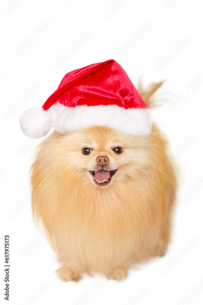 Obraz premium Tan Long Hair Furry Pomeranian Puppy Dog Wearing a Red and white Santa Claus hat, isolated on a white background.