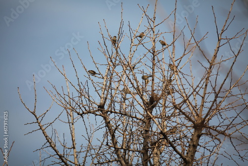겨울나무위 새