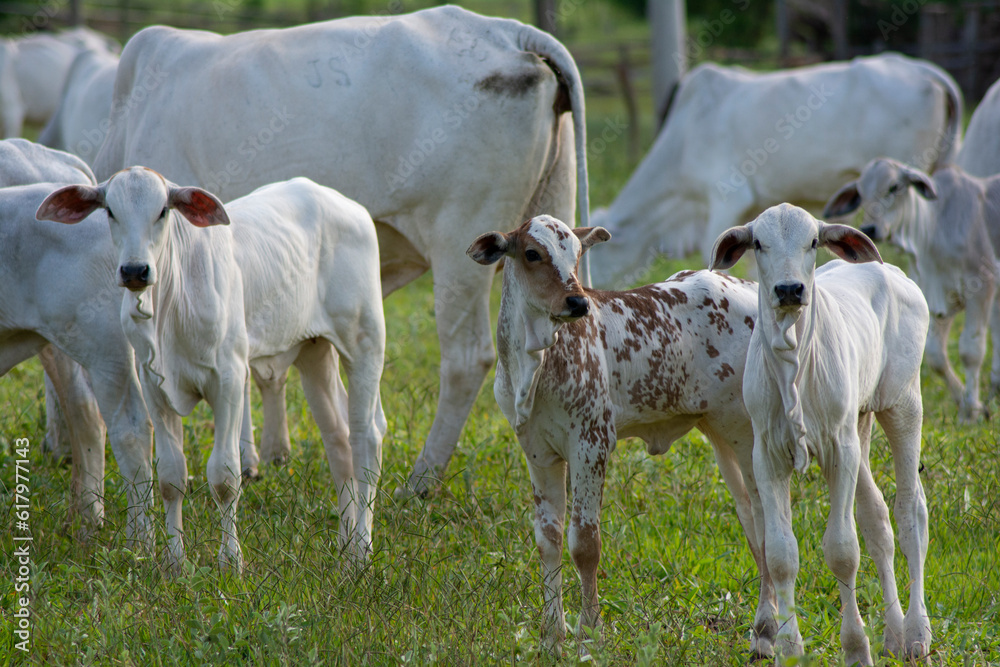 healthy white and piebald Nellore calves grazing at sunset in greenish pasture in Brazilian spring healthy white and piebald Nellore calves grazing at sunset in greenish pasture in Brazilian spring