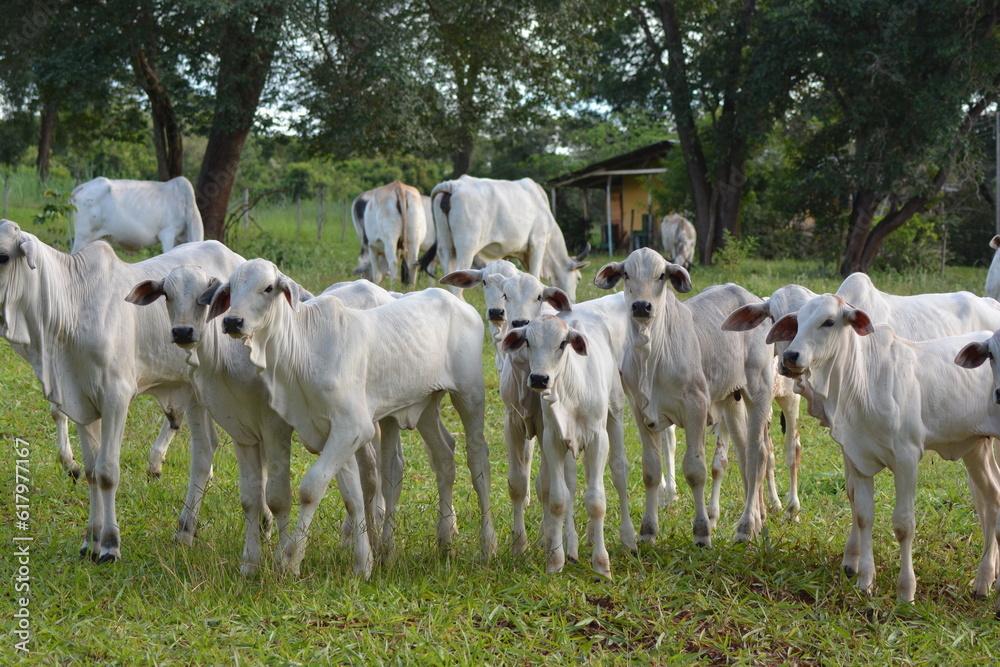 Nellore calves grazing at sunset in a greenish pasture in the Brazilian spring Nellore calves grazing at sunset in a greenish pasture in the Brazilian spring
