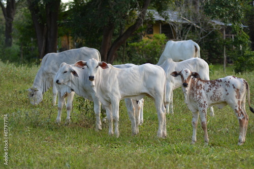 Beautiful and healthy Nellore calves grazing at sunset in a greenish pasture