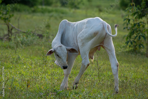 calv scratching himself in a greenish pasture in the Brazilian spring