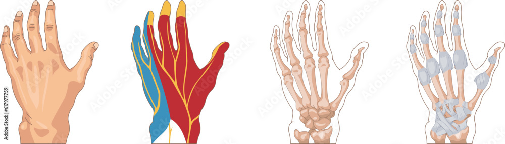 Medical illustrations showing bones and blood vessels in the appearance of human hands