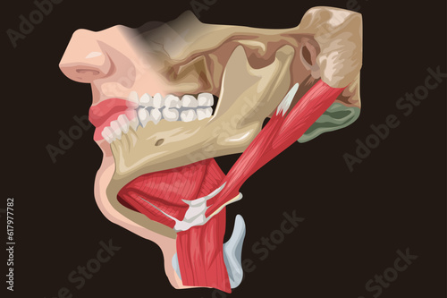 Medical illustration. detailed muscle expression