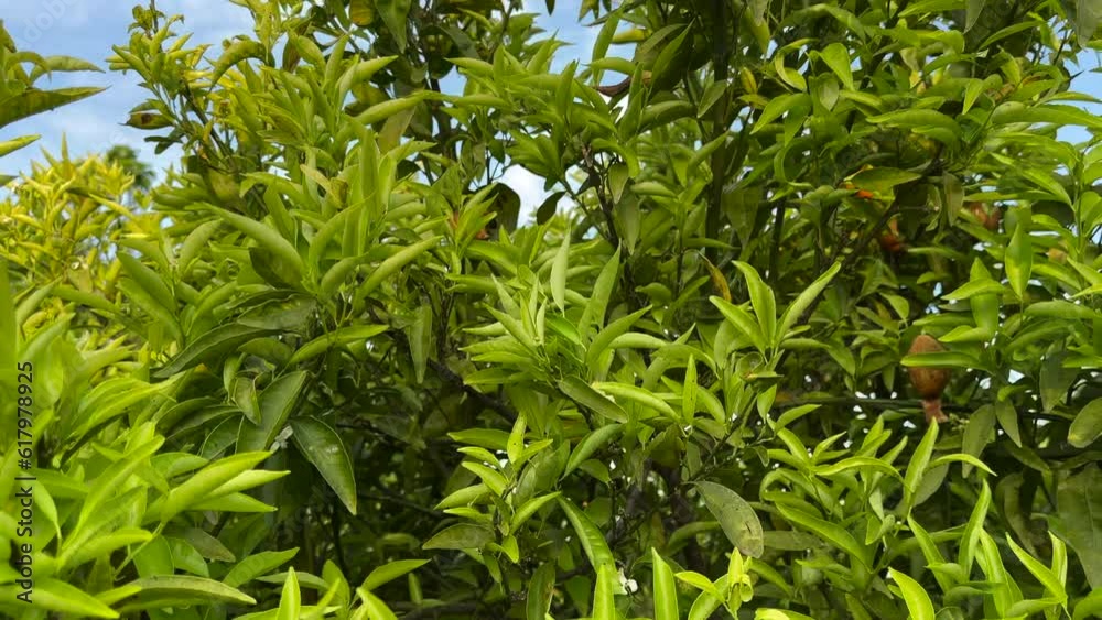 Orange Groves on mandarin tree in harvest. Orange fruit in hand of farmer's. Orange citrus fruits garden. Mandarin trees plantation. Harvesting season in Spain Grove. Citrus Tangerine plant.
Orange Groves on mandarin tree in harvest. Orange fruit in hand of farmer's. Orange citrus fruits garden. Mandarin trees plantation. Harvesting season in Spain Grove. Citrus Tangerine plant.
