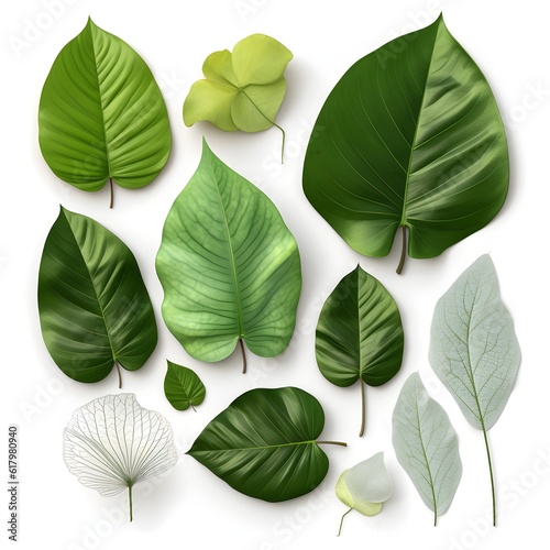 Set of green leaves, multiple styles of beautiful leaves, leaf compositions, natural foliage collection of leaves from trees. photo