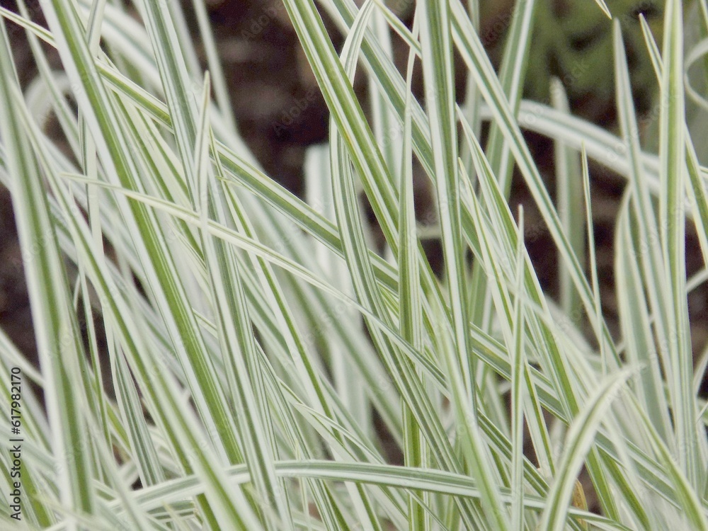 Obraz premium grass in the wind