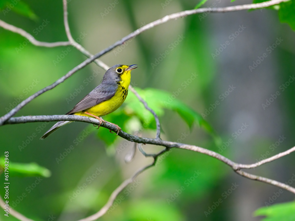 Canada Warbler perched on tree branch against green background Canada Warbler perched on tree branch against green background