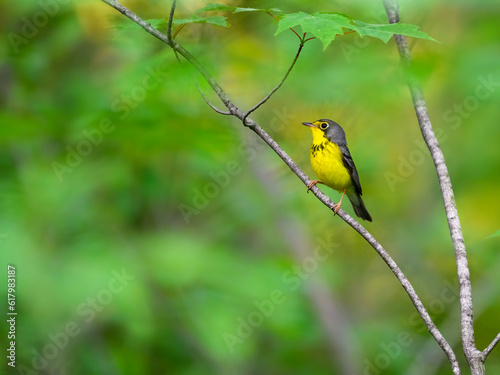 Canada Warbler perched on tree branch against green background