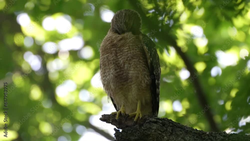 Red Shouldered Hawk grooming his feather on a branch Red Shouldered Hawk grooming his feather on a branch