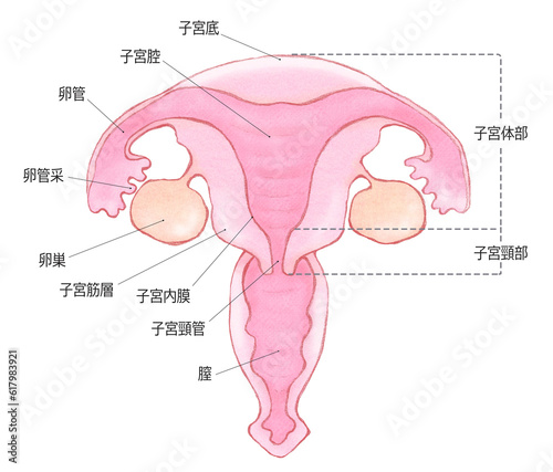 子宮の構造イラスト　子宮と卵巣の構造 photo