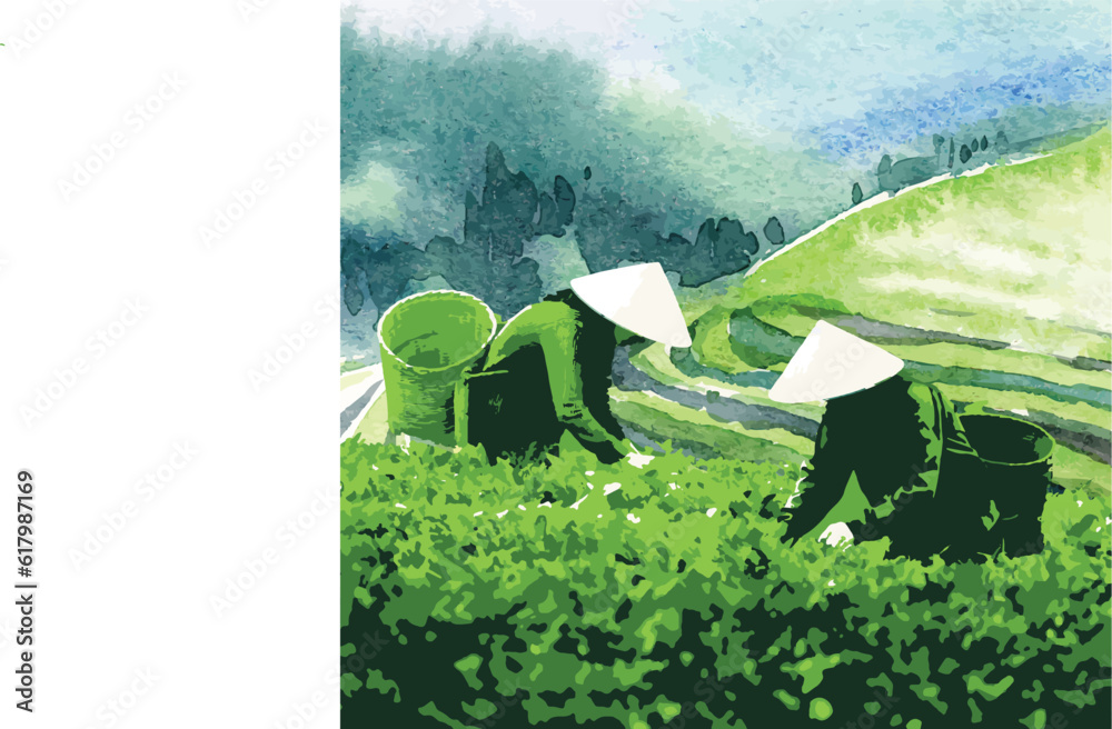 đồi trà