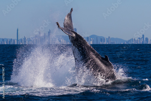 Humpback whales tail slapping at the start of their annual migration