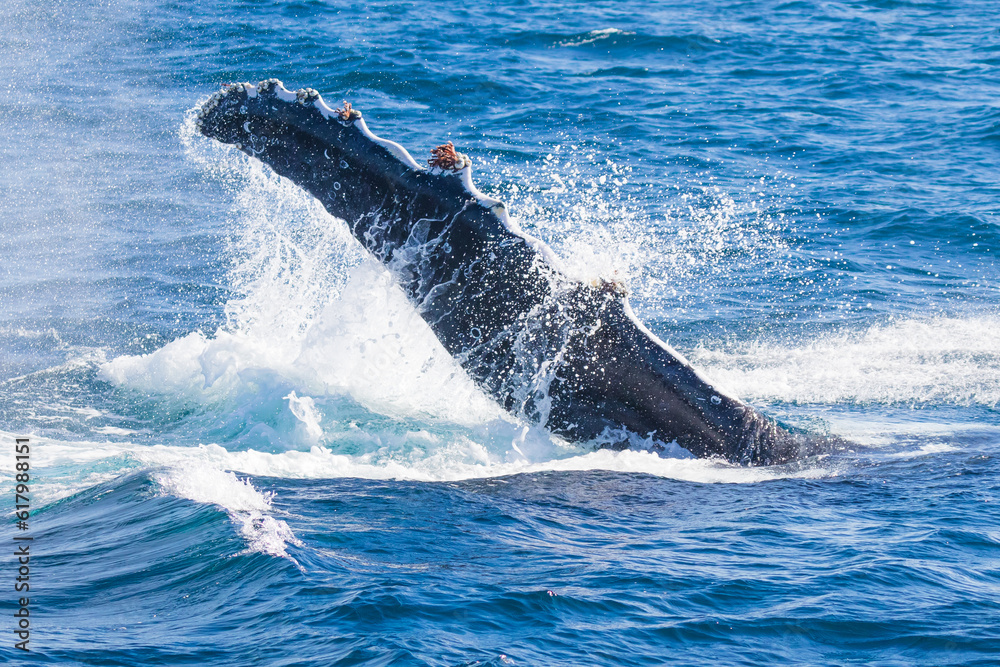 Fototapeta premium A migrating humpback whale slapping its pectal fin into the ocean