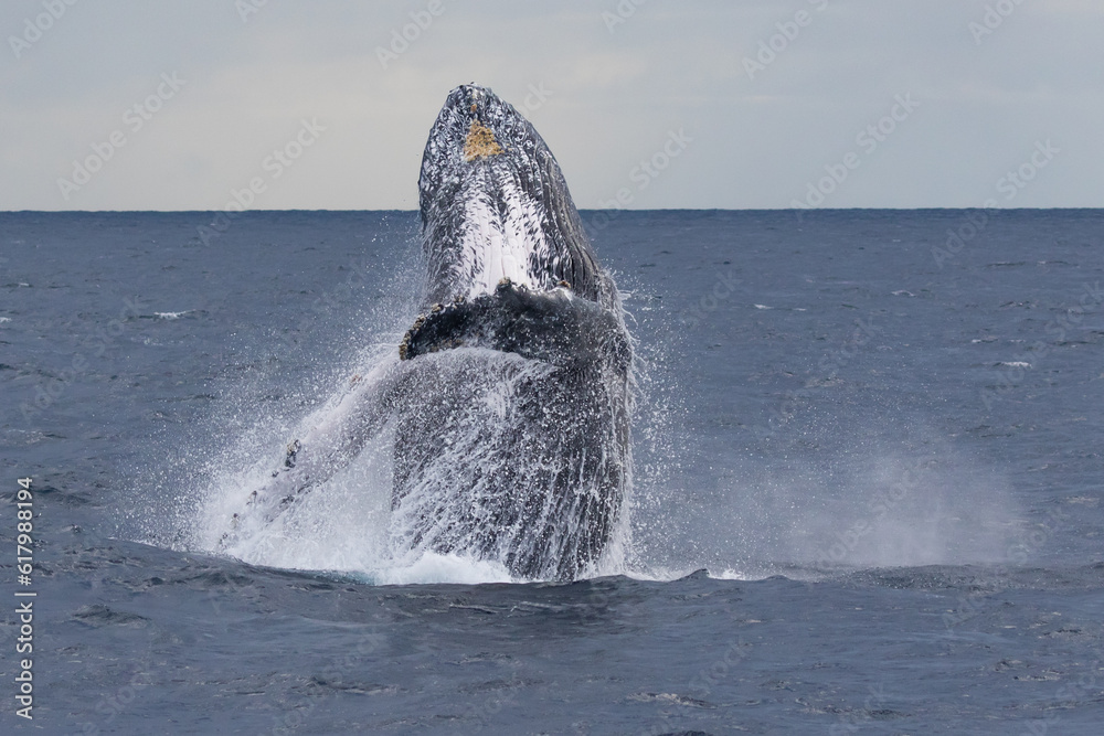 Fototapeta premium Breaching Humpback whales at the start of their 2023 migration