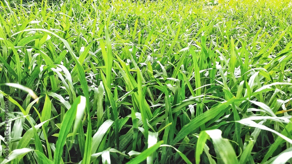 Fresh green carabao grass on the field