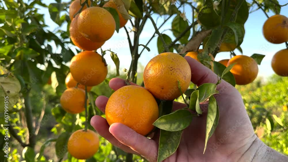 Orange Groves on mandarin tree in harvest. Orange fruit in hand of farmer's. Orange citrus fruits garden. Mandarin trees plantation. Harvesting season in Spain Grove. Citrus Tangerine plant.
Orange Groves on mandarin tree in harvest. Orange fruit in hand of farmer's. Orange citrus fruits garden. Mandarin trees plantation. Harvesting season in Spain Grove. Citrus Tangerine plant.