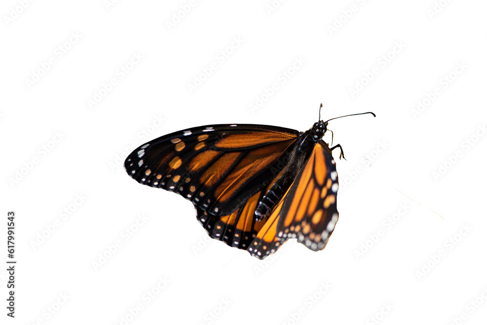 Papillon Monarque Orange en Gros Plan sur fond transparent: Beauté Délicate et Colorée dans la Nature Papillon Monarque Orange en Gros Plan sur fond transparent: Beauté Délicate et Colorée dans la Nature