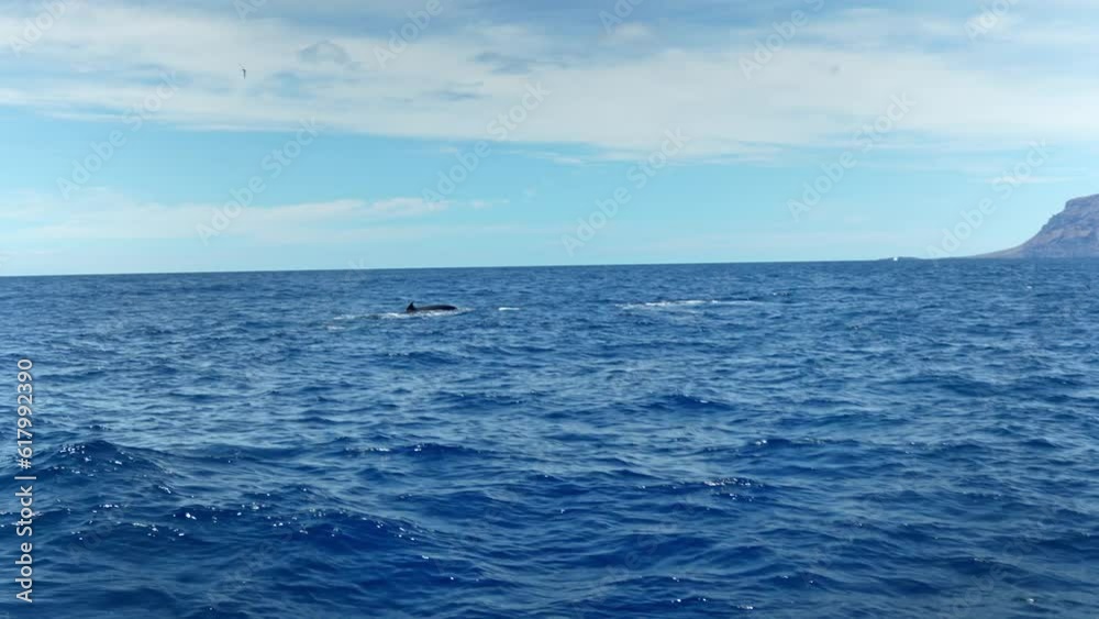 A view of watching bottlenose dolphins on the sea beach of Spain on a sunny morning with a clear blue sky A view of watching bottlenose dolphins on the sea beach of Spain on a sunny morning with a clear blue sky