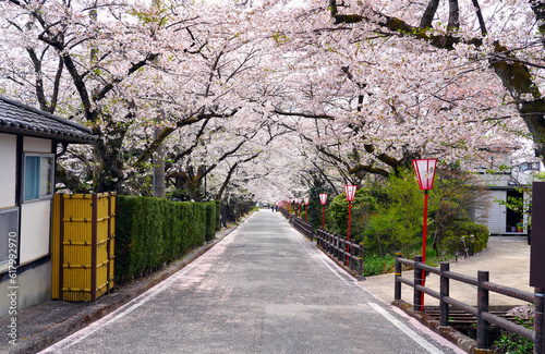 Photography The road and cherry blossom trees are beautifully blooming in Dake onsen, a famous onsen resort in Japan