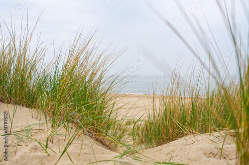 Fototapeta Naklejka Na Ścianę i Meble -  Beach view from the path sand between the dunes at Dutch coastline. Marram grass, Netherlands. The dunes or dyke at Dutch north sea coast