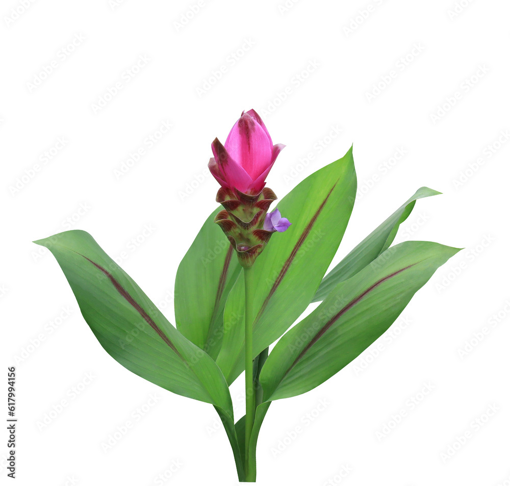 Curcuma sessilis Gage or Zingiberaceae or Siam Tulip flower. Close up pink-purple flower branch isolated on transparent background.