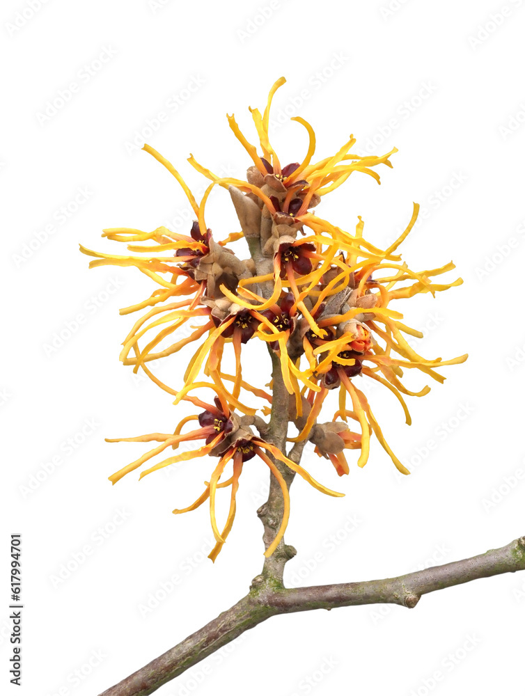 Obraz premium マンサク 3月撮影