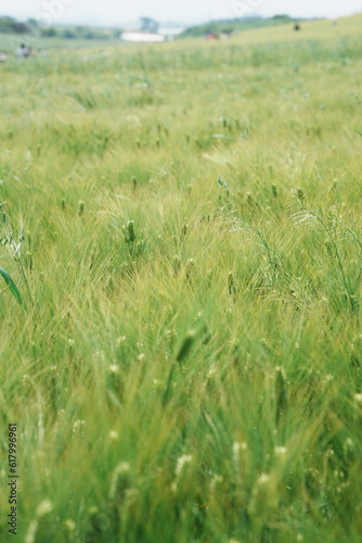 green barley field