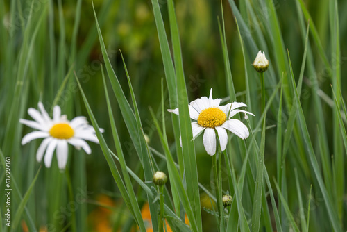 Shasta daisy stands out for its bright yellow and white petals. Leucanthemum superbum