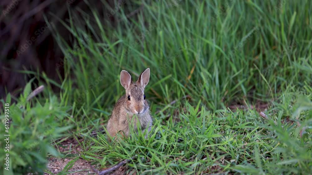 Cottontail Rabbit Eating Grass in Boulder Colorado, Cottontail Rabbit Surrounded by Mosquitos, Cottontail Rabbit Foraging on Grasses in Colorado Cottontail Rabbit Eating Grass in Boulder Colorado, Cottontail Rabbit Surrounded by Mosquitos, Cottontail Rabbit Foraging on Grasses in Colorado