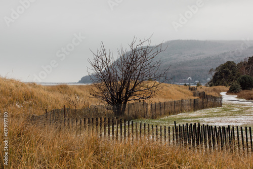 vue sur un terrain en colline avec de l'herbe haute jaune et un arbre sans feuilles lors d'une journée d'automne ennuagée