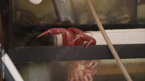 Live Red Crab Seen With Claws Over Tank At Hakodate Asaichi Morning Market photo