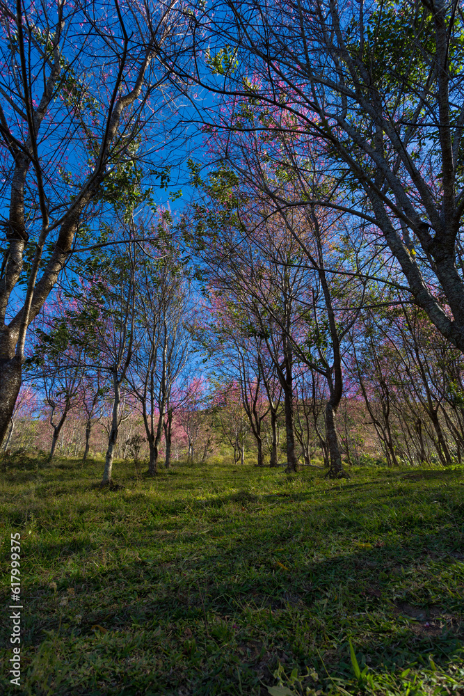 Beautiful pink flowers in the vast forest Beautiful pink flowers in the vast forest