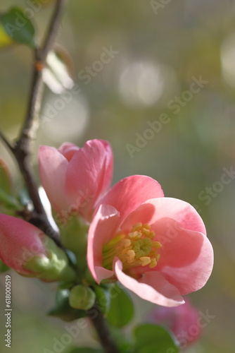Apple pink flowers on a blurred background.