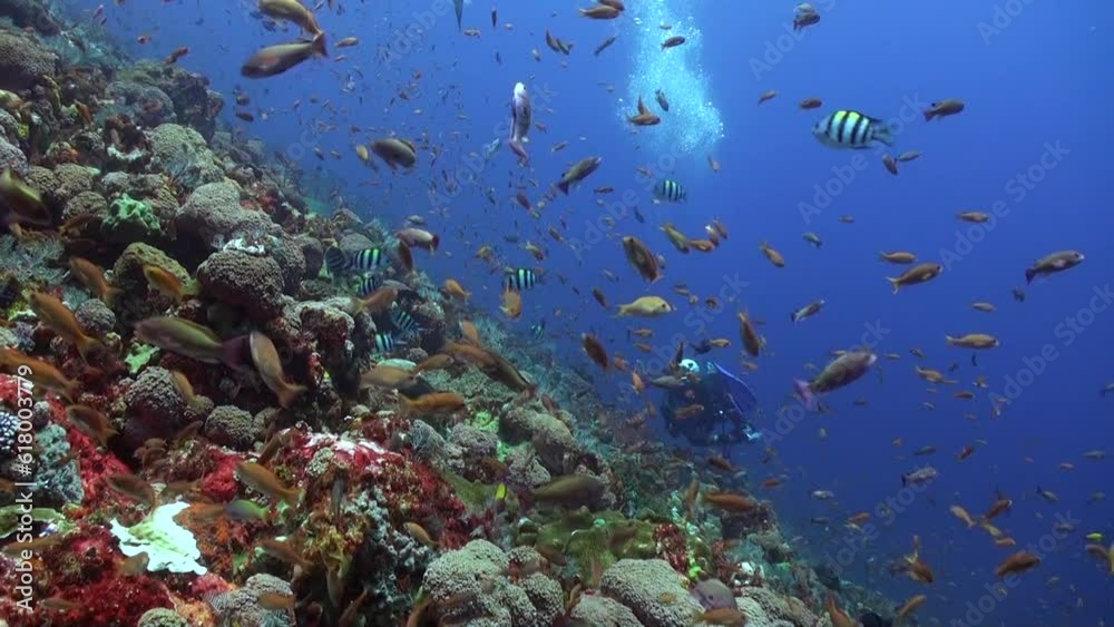 Diver in front of school of bright fish on an underwater coral reef of ocean. Amazing diving: an underwater world with colorful fish on coral reef in ocean in Bali. Diver in front of school of bright fish on an underwater coral reef of ocean. Amazing diving: an underwater world with colorful fish on coral reef in ocean in Bali.