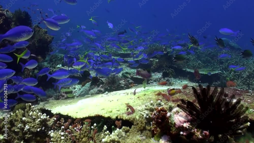 Graceful dance of school of fish brings joy to underwater realm of Bali. Combination of diverse coral reef ecosystem and vibrant school of fish is truly mesmerizing sight to behold. Graceful dance of school of fish brings joy to underwater realm of Bali. Combination of diverse coral reef ecosystem and vibrant school of fish is truly mesmerizing sight to behold.
